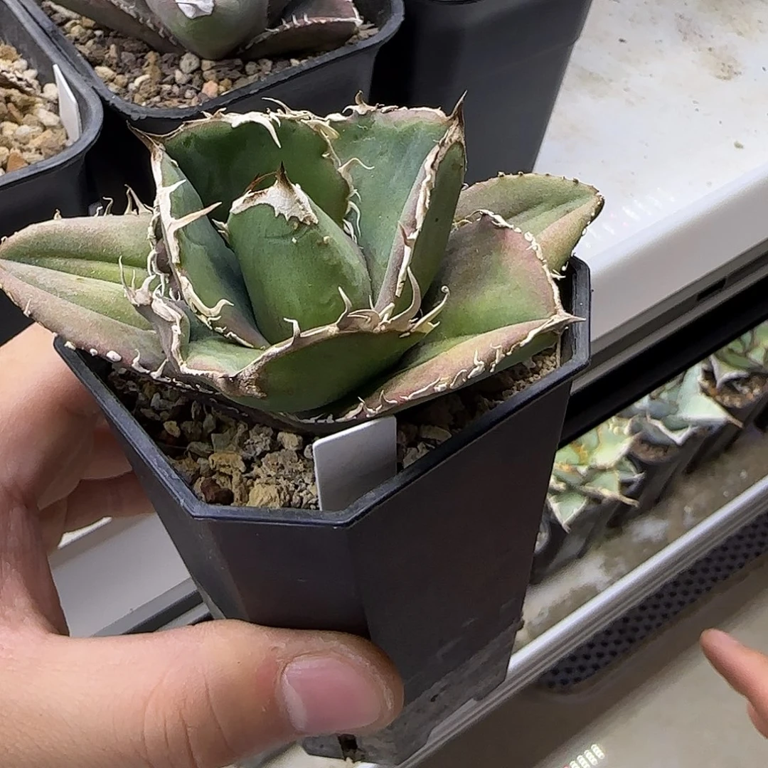 蚩尤龙舌兰1111111111