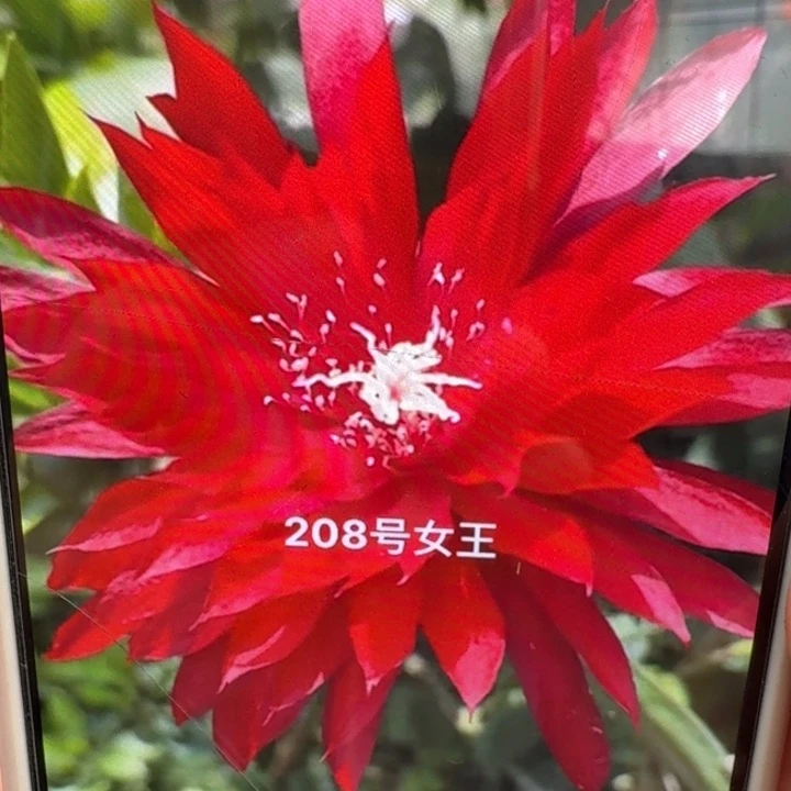 242令箭女王8公分左右无根枝条，20包邮