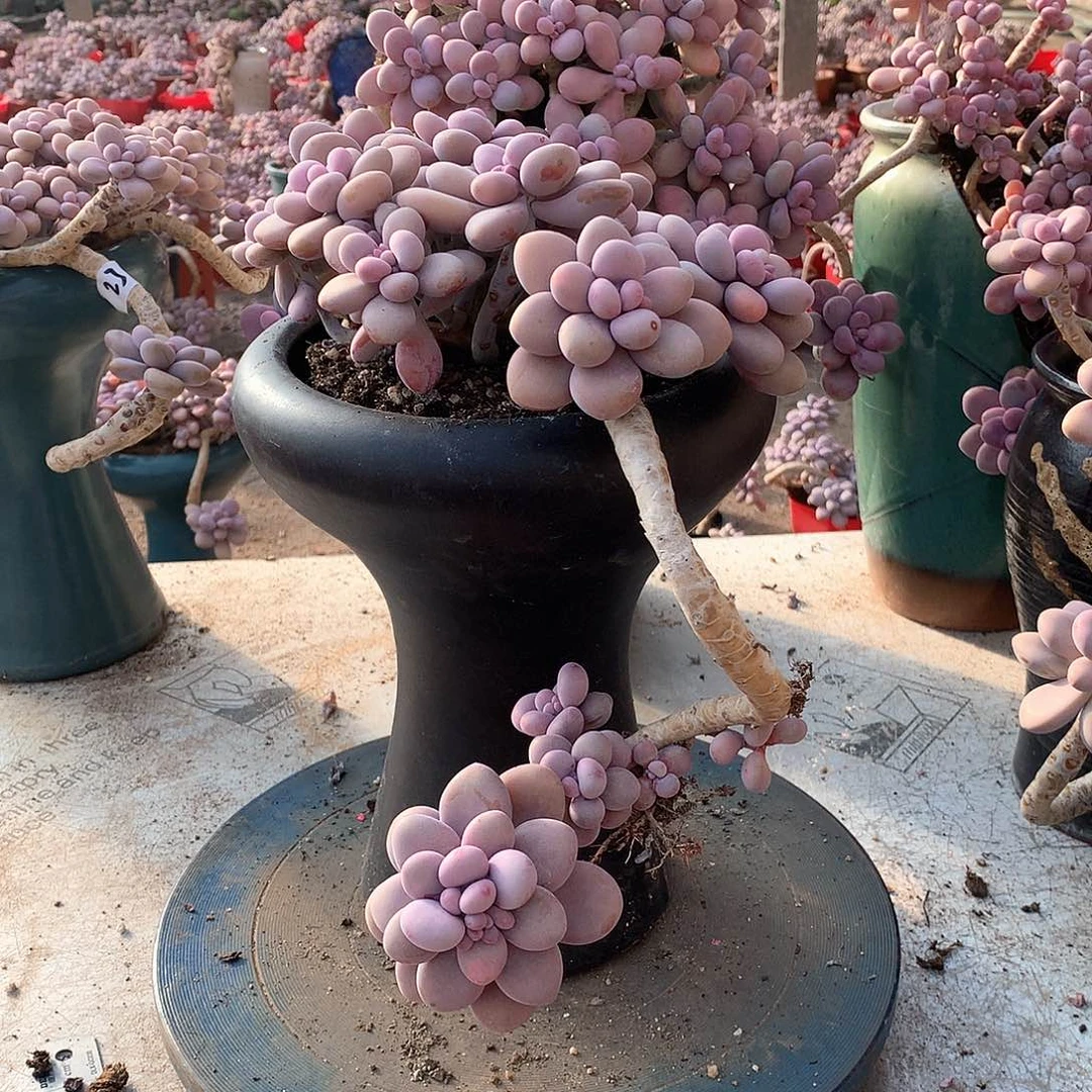 58一物一拍桃蛋老桩有断枝