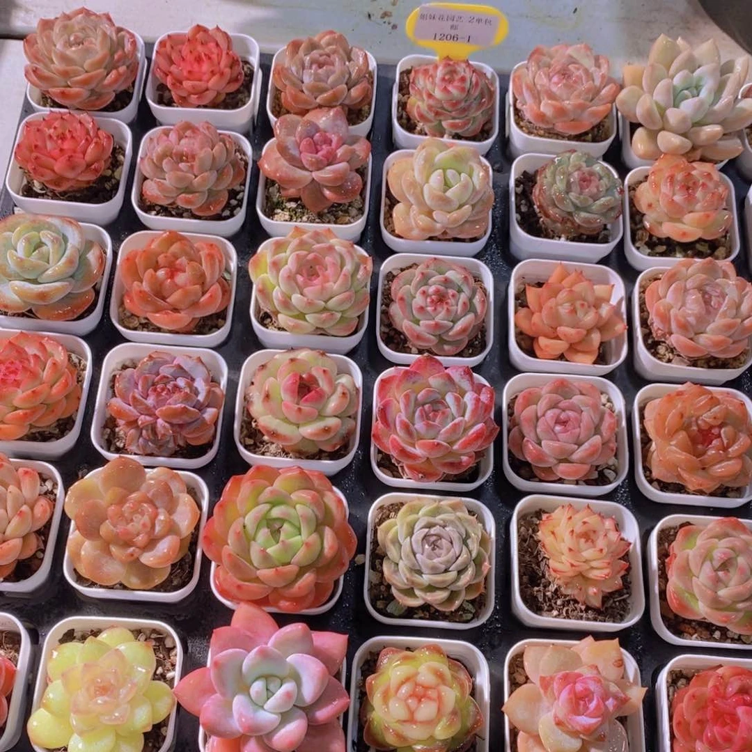 1206-01-精品高货孤品美肉组合六个