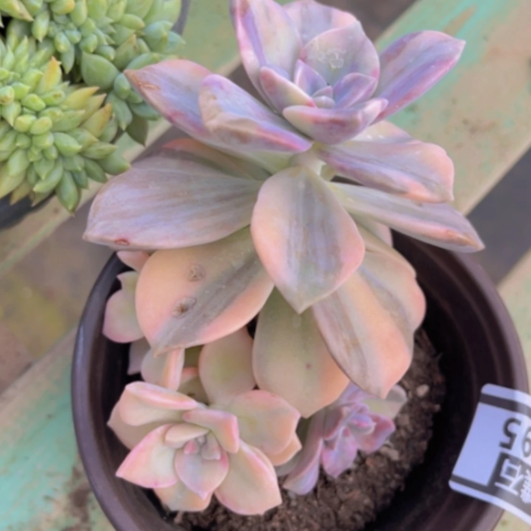 【闪购商品】紫乐锦3095