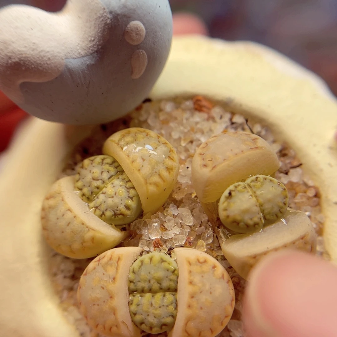 806. 678857875786788