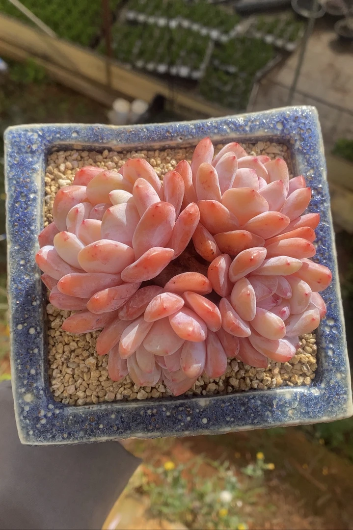 半夏，云南精品多肉植物