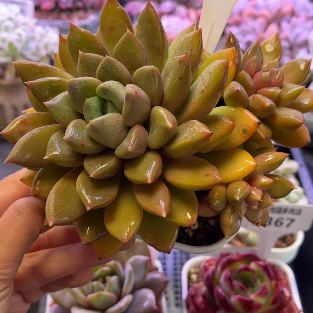 2370 满30包邮天冷地区必拍保温箱