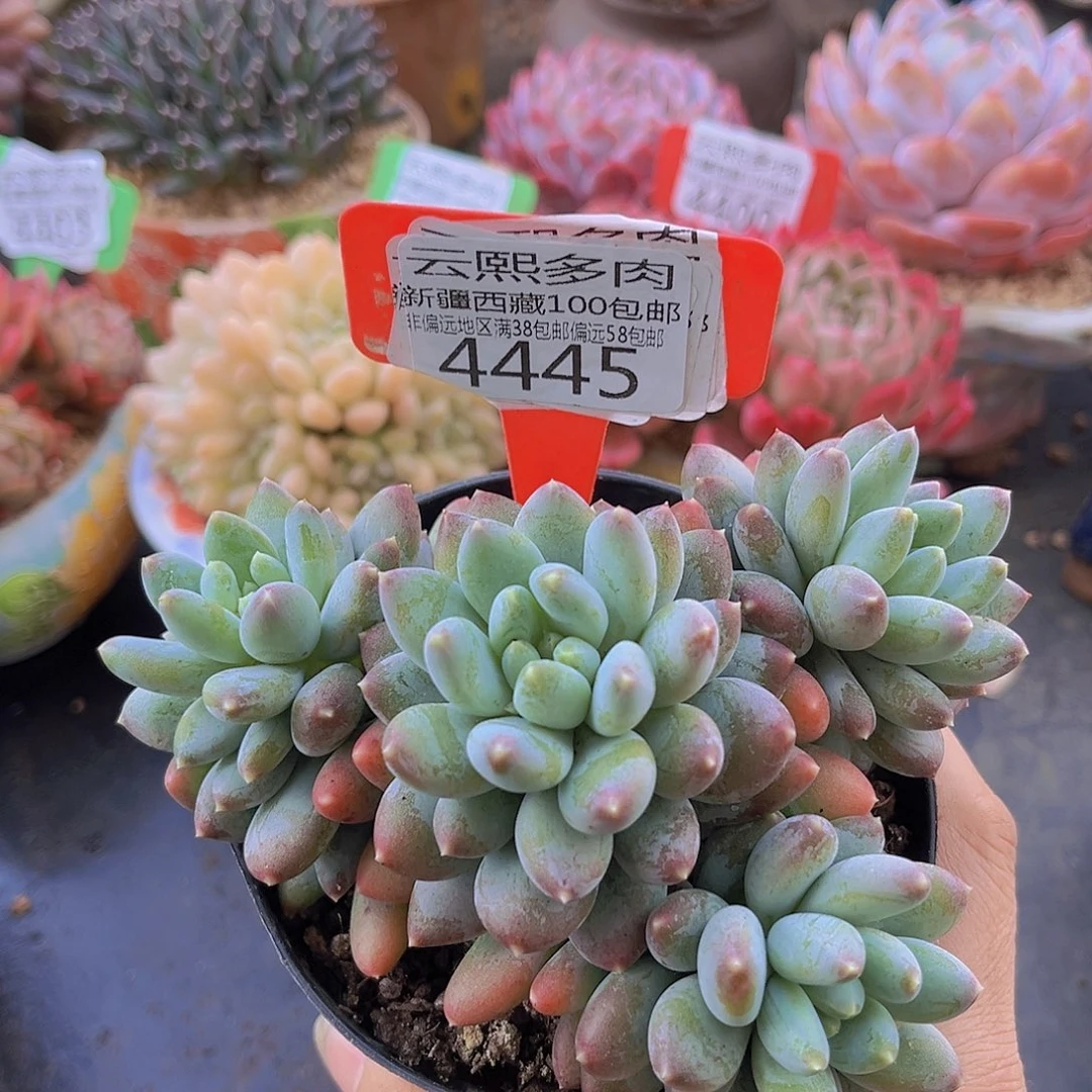 4445星月菩提多肉植物