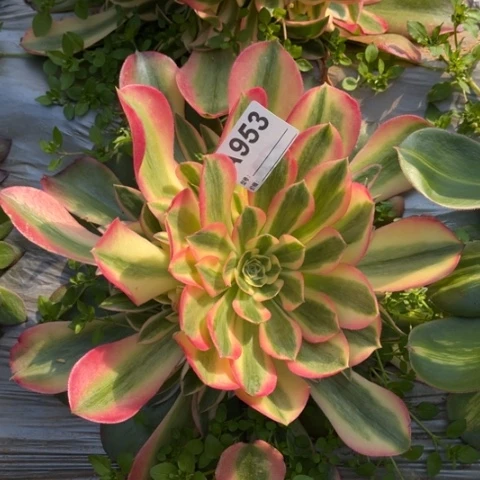 多肉植物香妃捧花