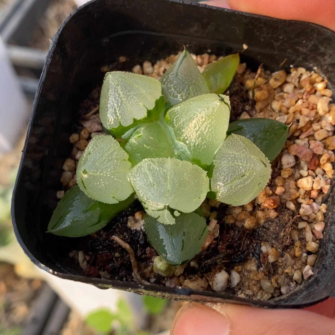 冰鸾玉一颗 元旦福利