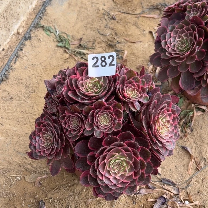 粉花妖282不包断枝