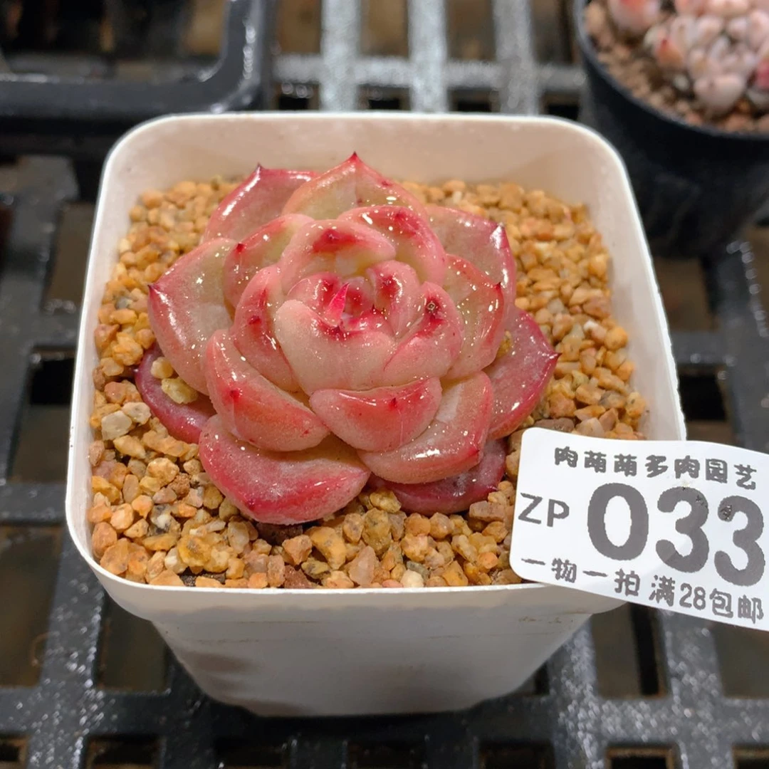 肉萌萌拇指盆精控多肉ZP033