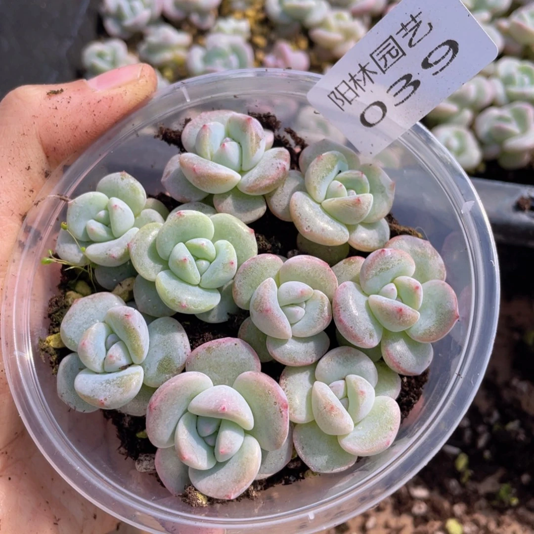 多肉植物多肉植物39