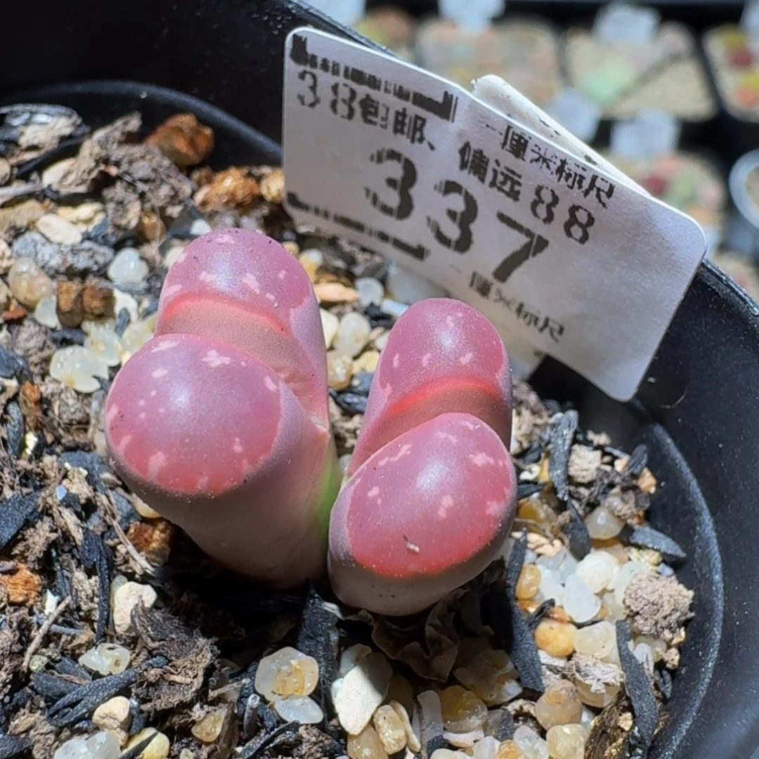 Ssss精品生石花337高特