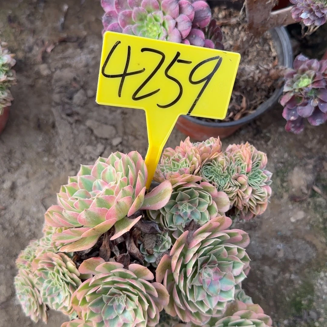 4259---荔枝缀化老桩