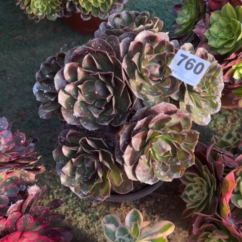 @**@760魅金玫瑰多肉