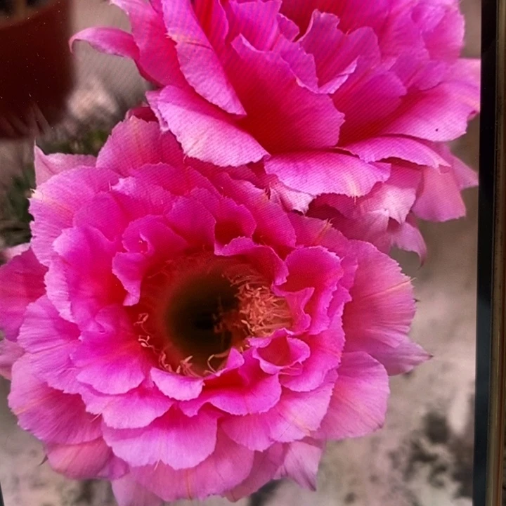 香香85号7公分左右