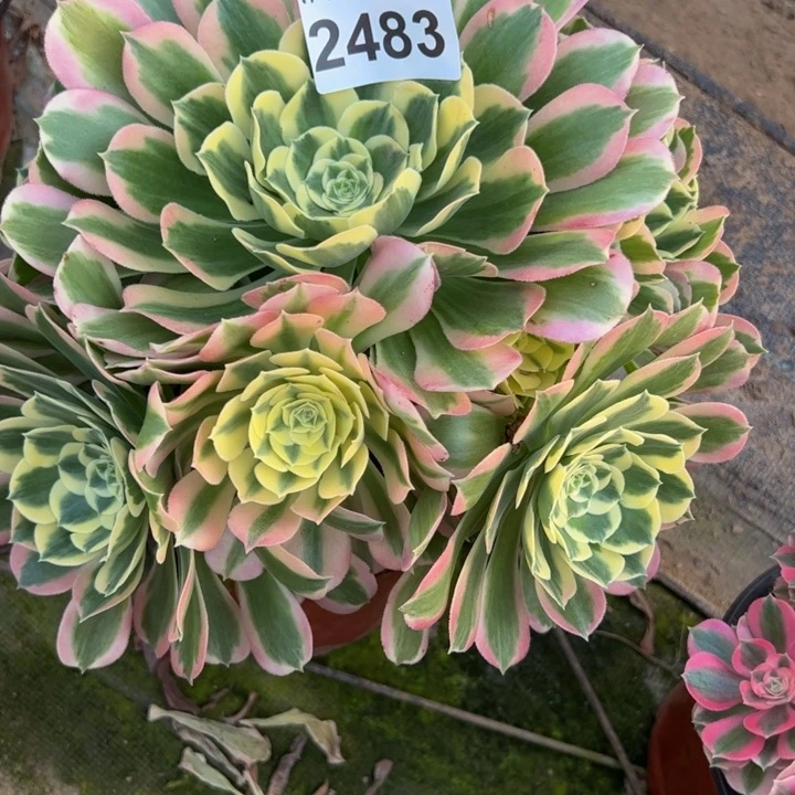 2483白凤多肉植物