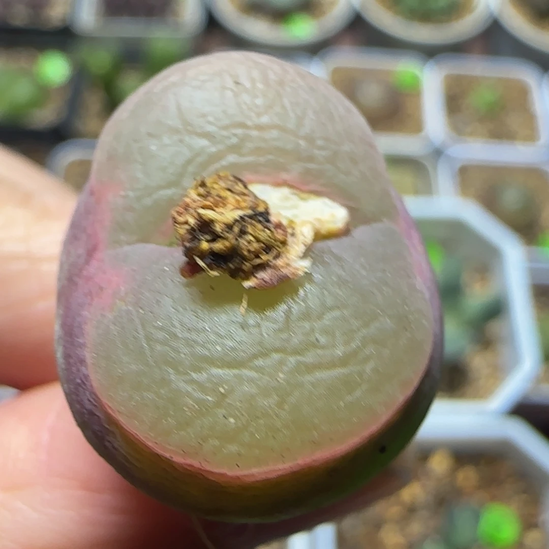 透窗漂亮多肉植物219