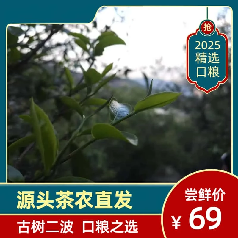 千叶醇2025年曼岗古树二波尝鲜装