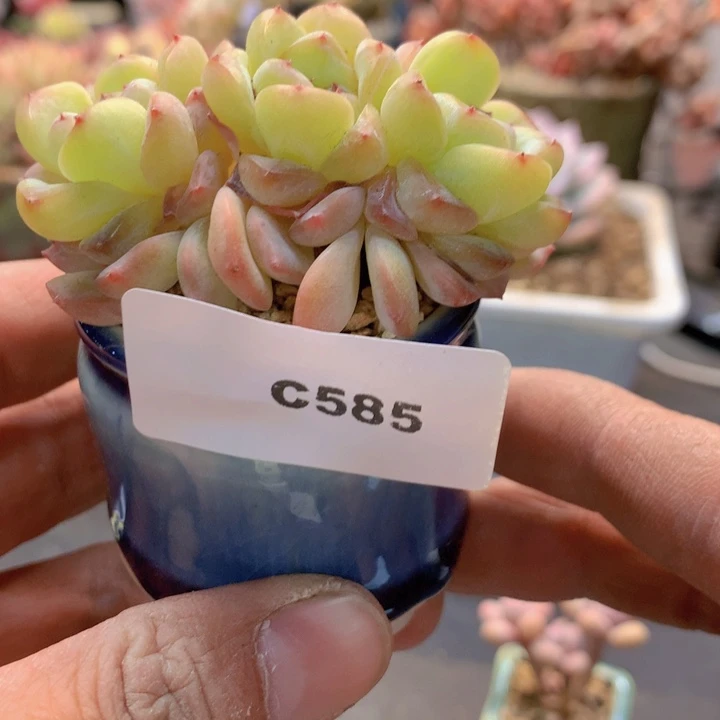 c585，冰魄多多缀