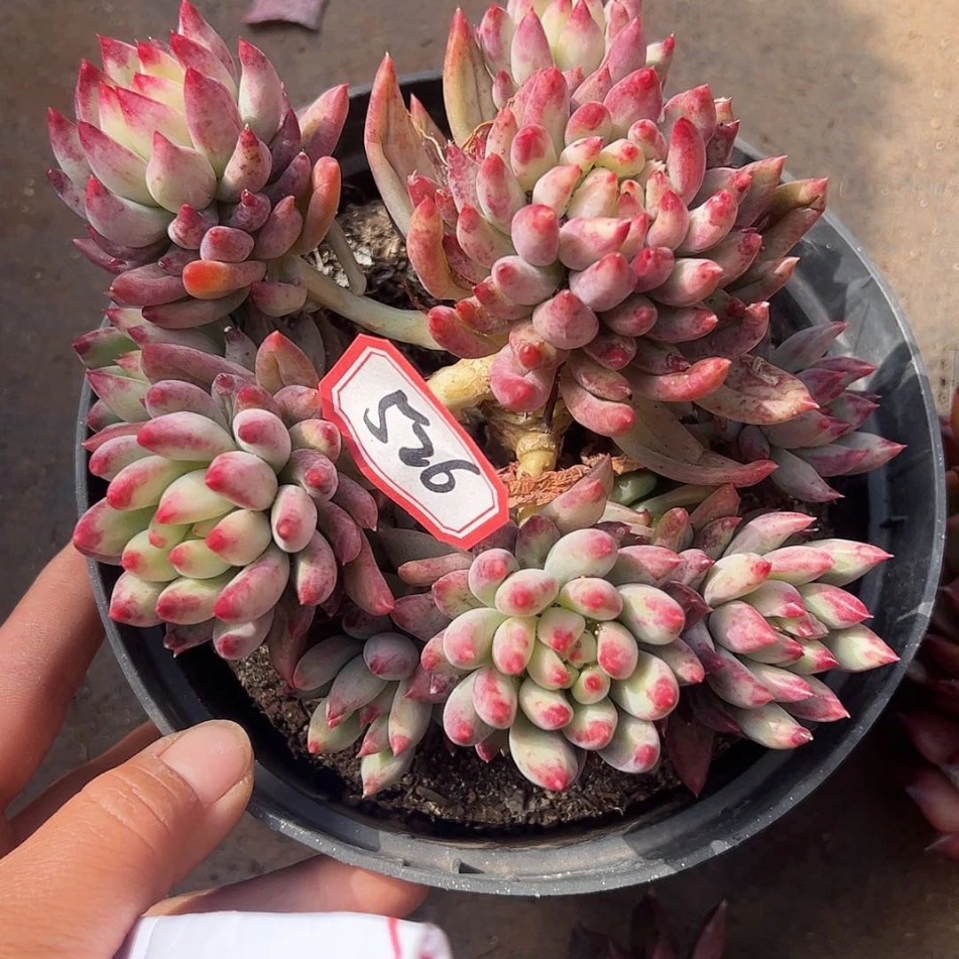 526号虞美人，一物一拍