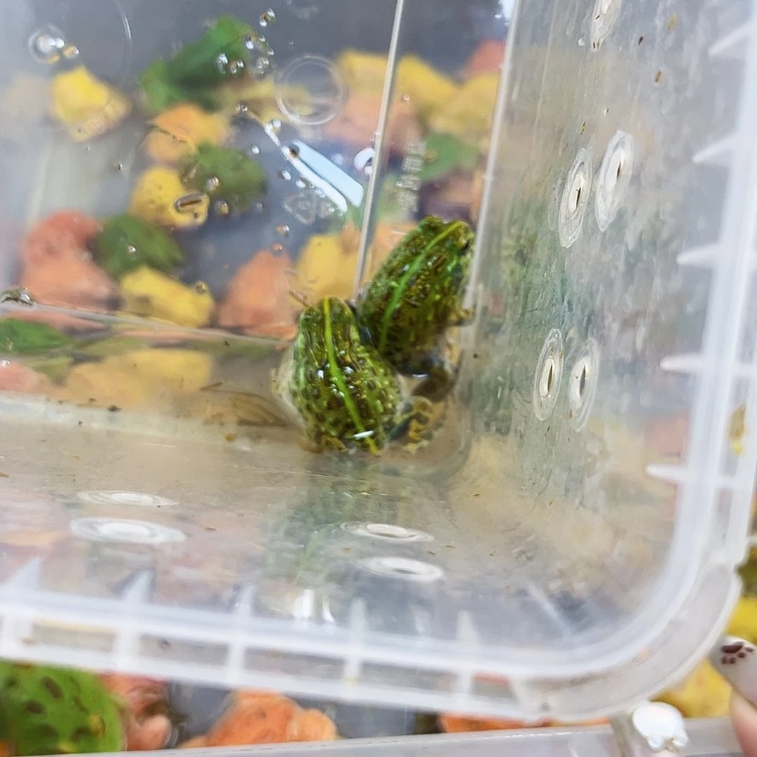 角蛙非洲牛蛙专拍链接