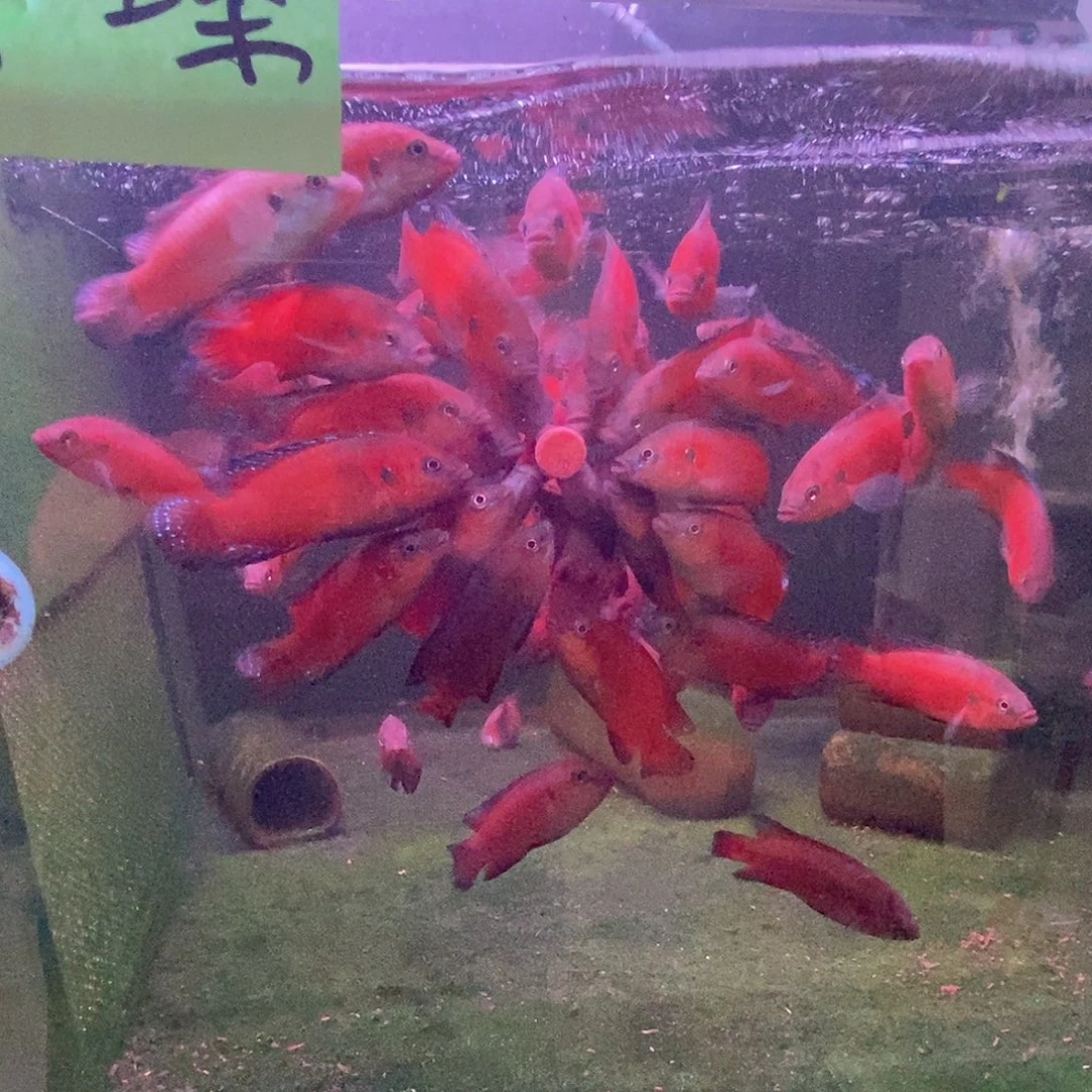 慈鲷鱼直播图卡2条
