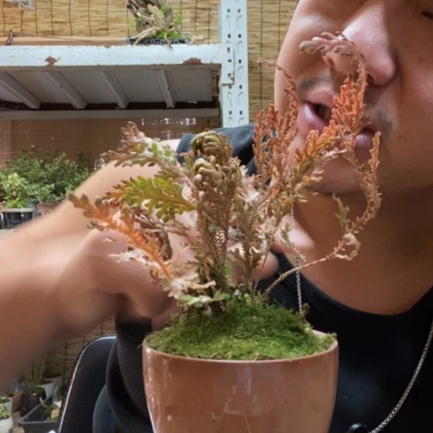 红陶一物一拍所见即所得124