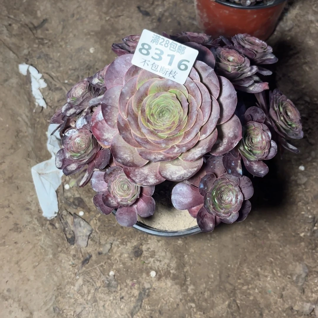 8316美丽玫瑰多肉aaa