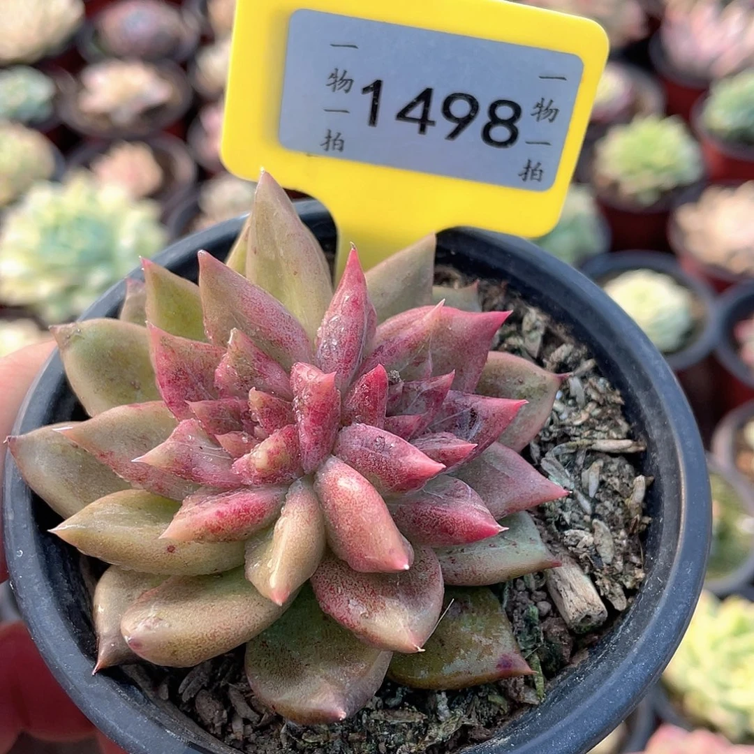 安***界1498号多肉植物盆栽