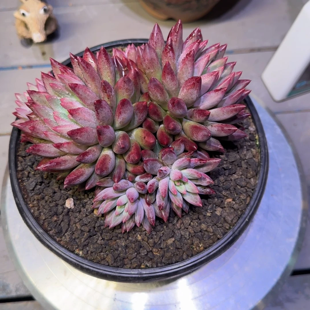 无花朵虞美人多肉植物一物