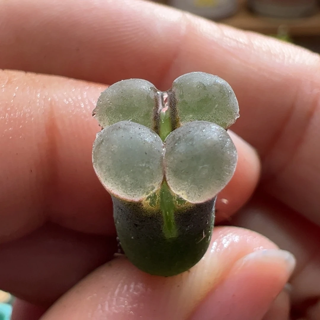 493。1802.6优选双头小母本