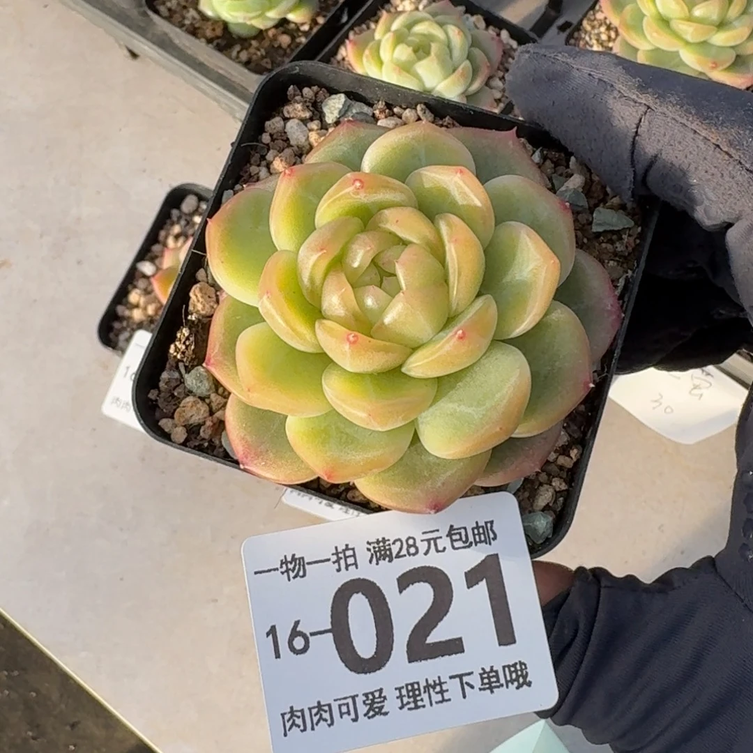 流萤无盆土发货无盆土发货无