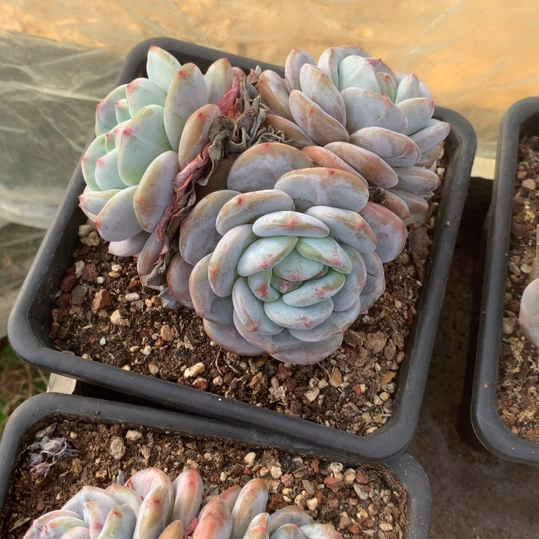 无花朵哈哈哈哈哈哈哈哈33
