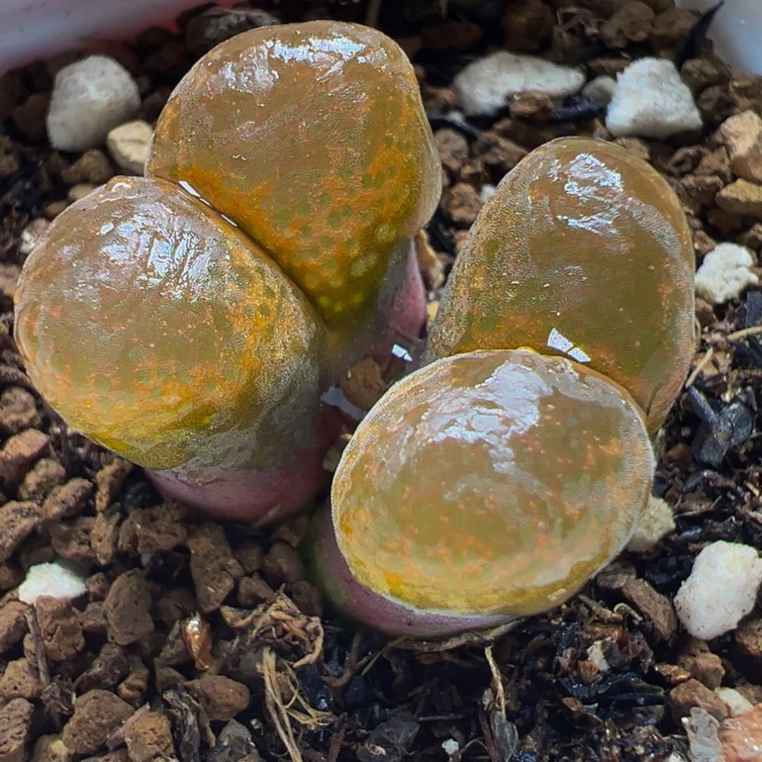 红风铃多肉植物66