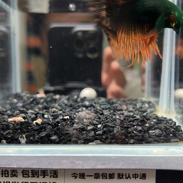 斗鱼跑单拉黑二十日62