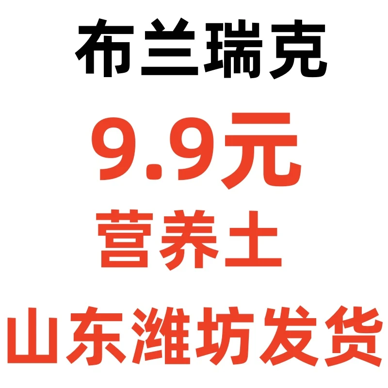所看即所得 布兰瑞克 神布 耐寒 好养  原盆原土