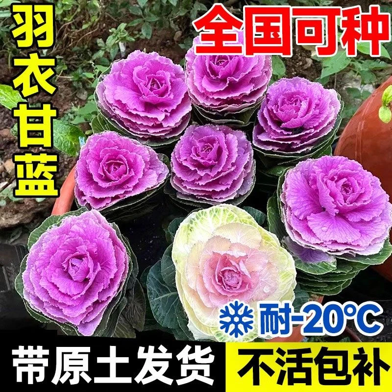 单头羽衣甘蓝耐寒多年生