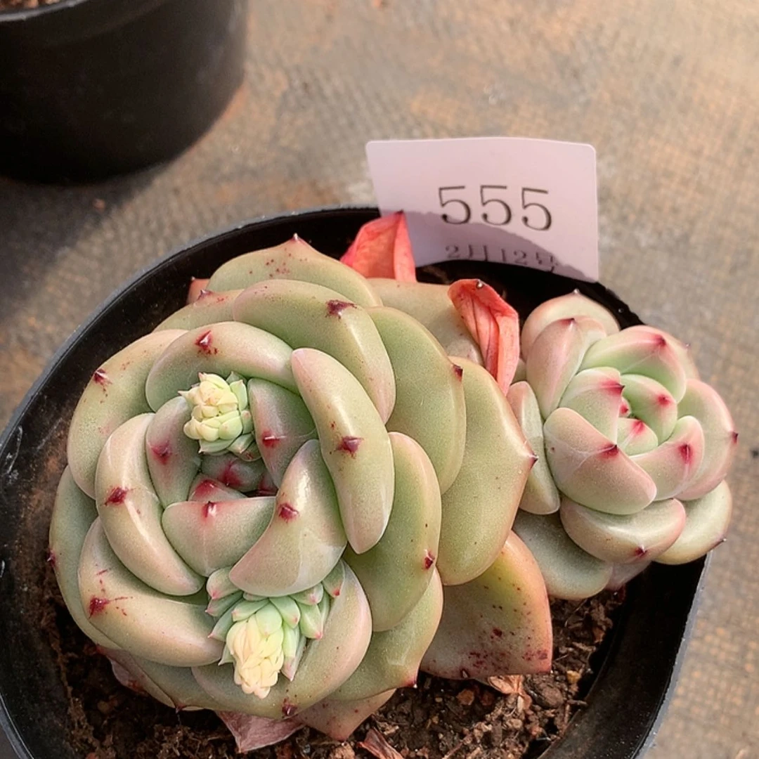 【闪购商品】云555号