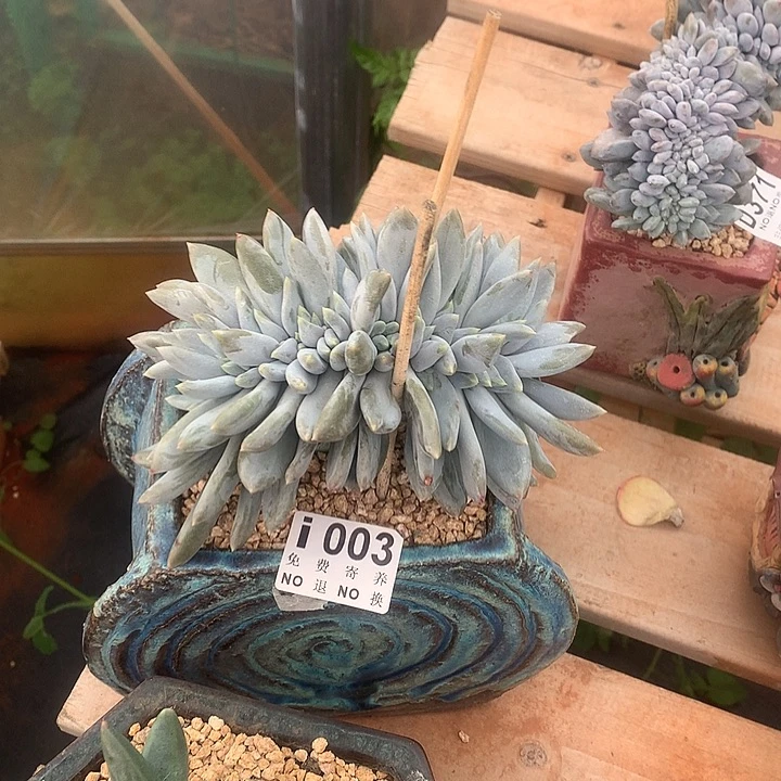 胖体哥特缀化003 亏本处理玻璃心勿扰7-8天发货