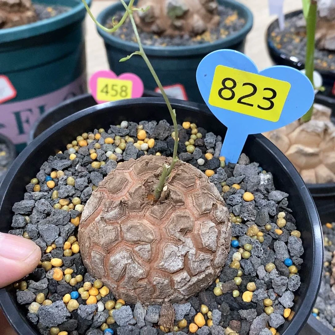 南非龟甲龙龟甲龙
