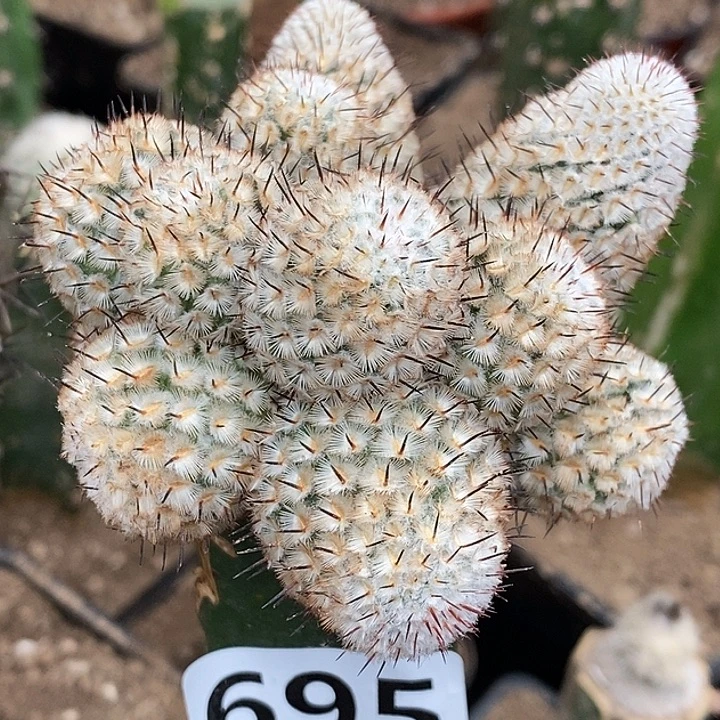 无花朵直刺佩雷群695