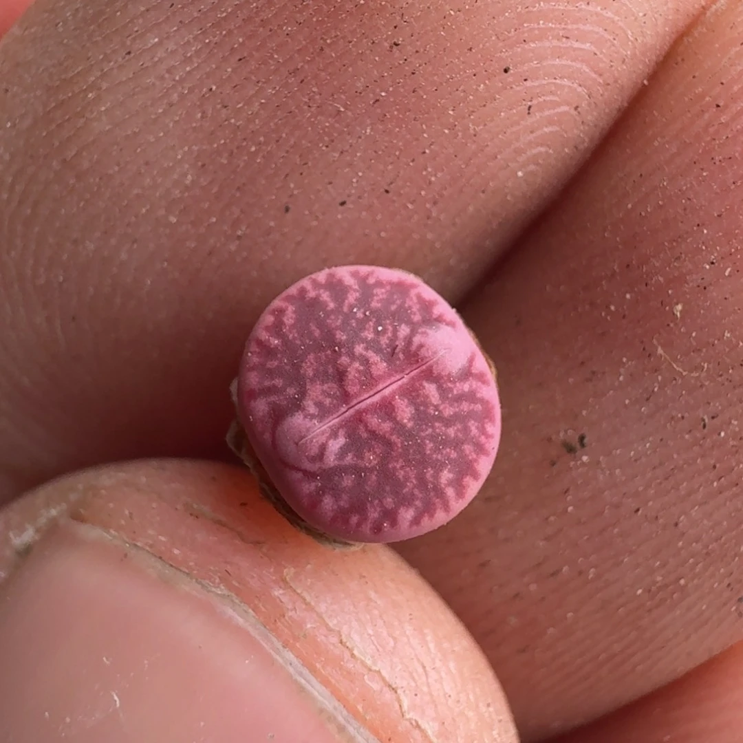 发***台F112恶魔果实紫日轮一年多