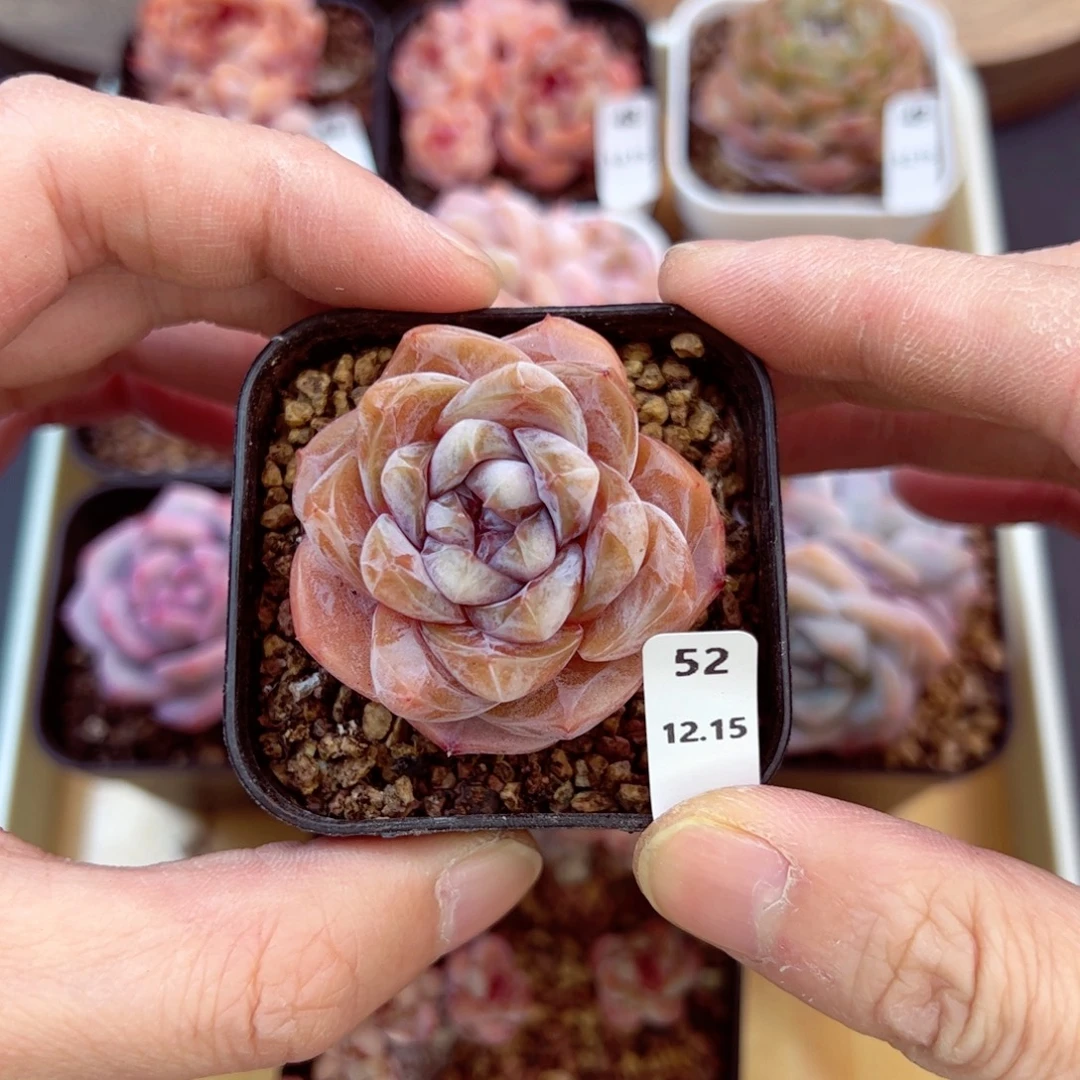 好好看52、哈哈哈哈