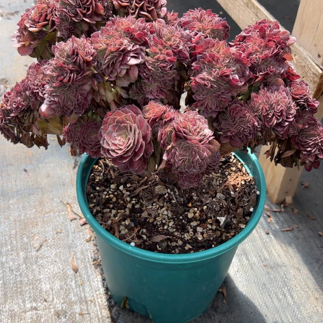 抹茶缀化老桩厚板