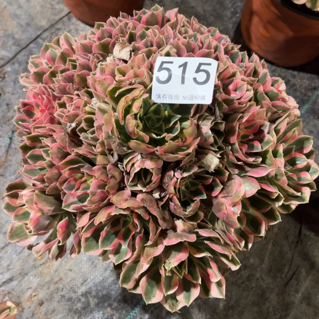 我是真的很喜欢这个