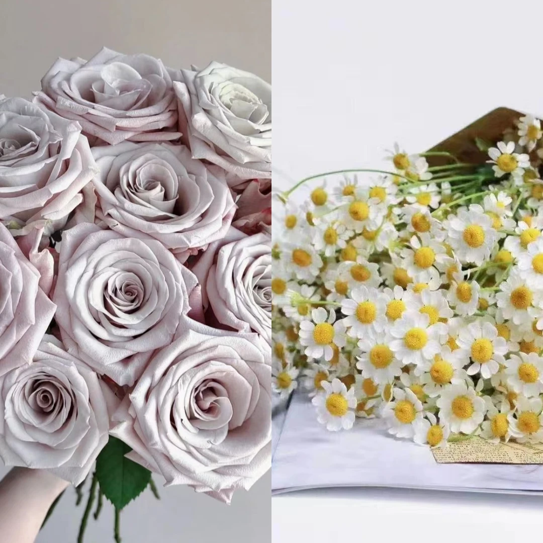【福利组合】 曼塔玫瑰+洋甘菊店铺现货包邮鲜花鲜切花