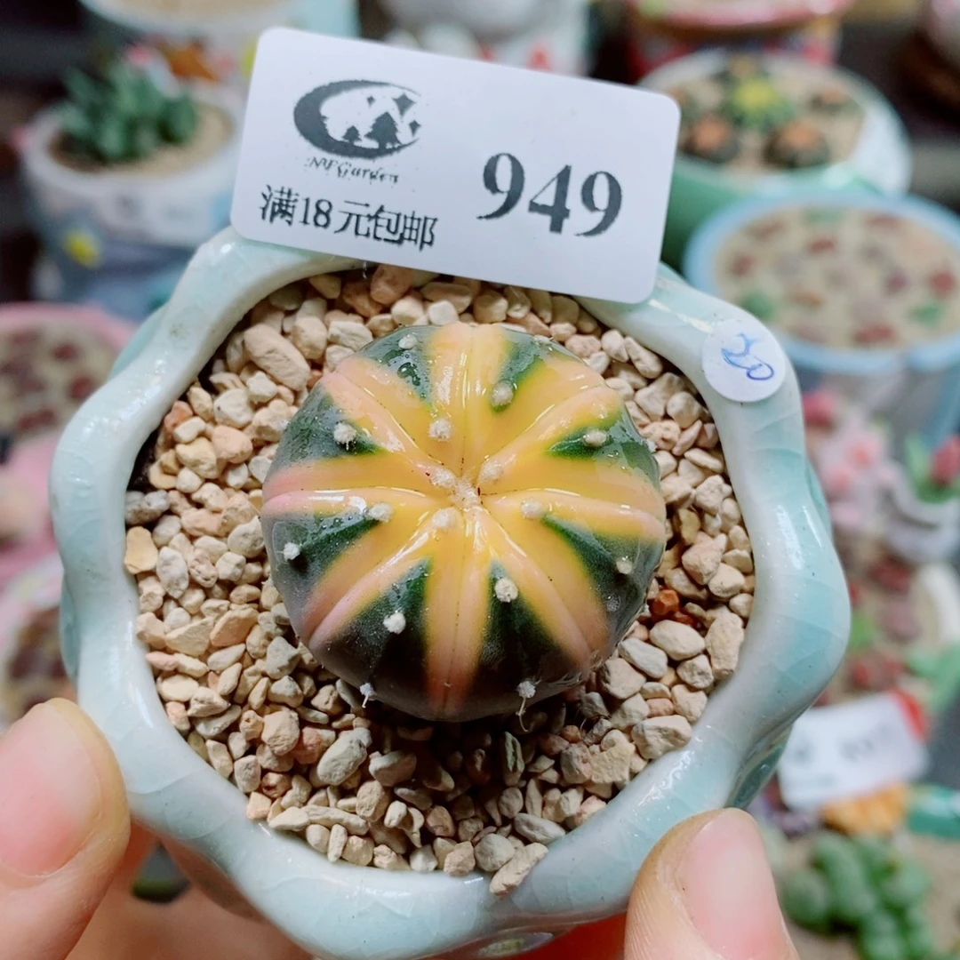 生石花花花花花花花花949