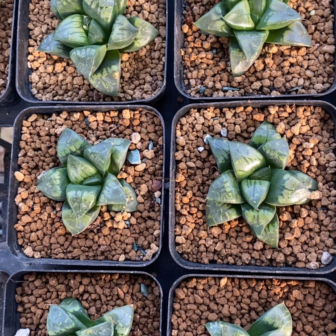 一颗实生假面 高货