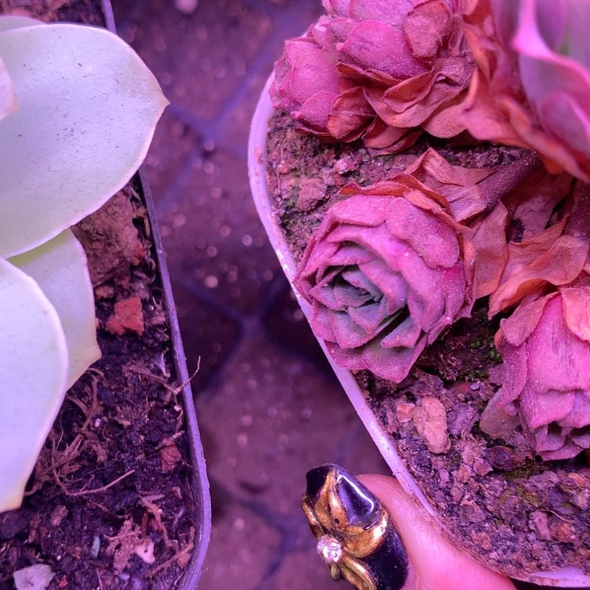 【闪购商品】茄*A39孤品侧牙254