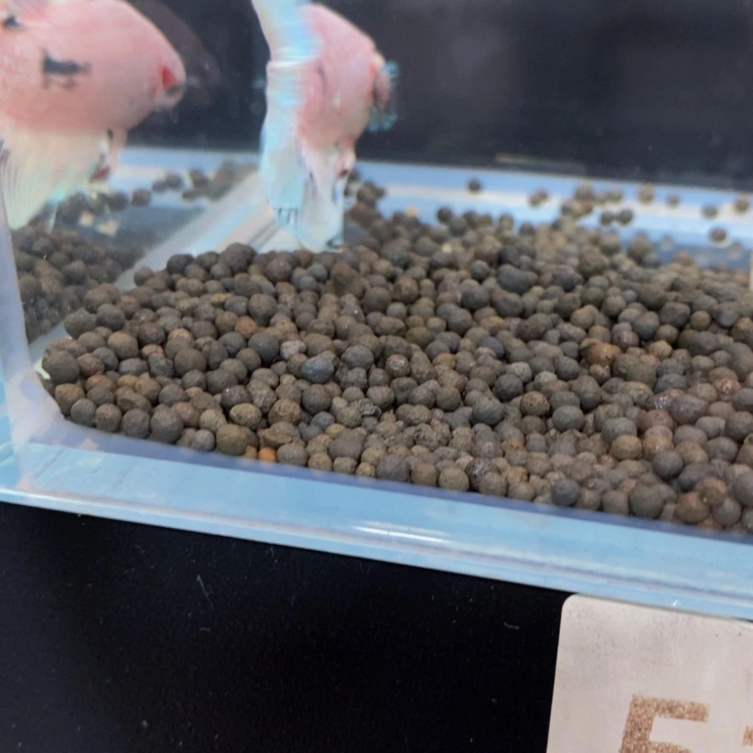 热带鱼公518巨斗