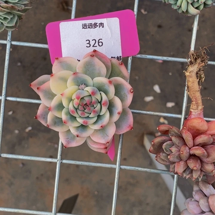 326吉娃娃锦肉肉肉肉肉